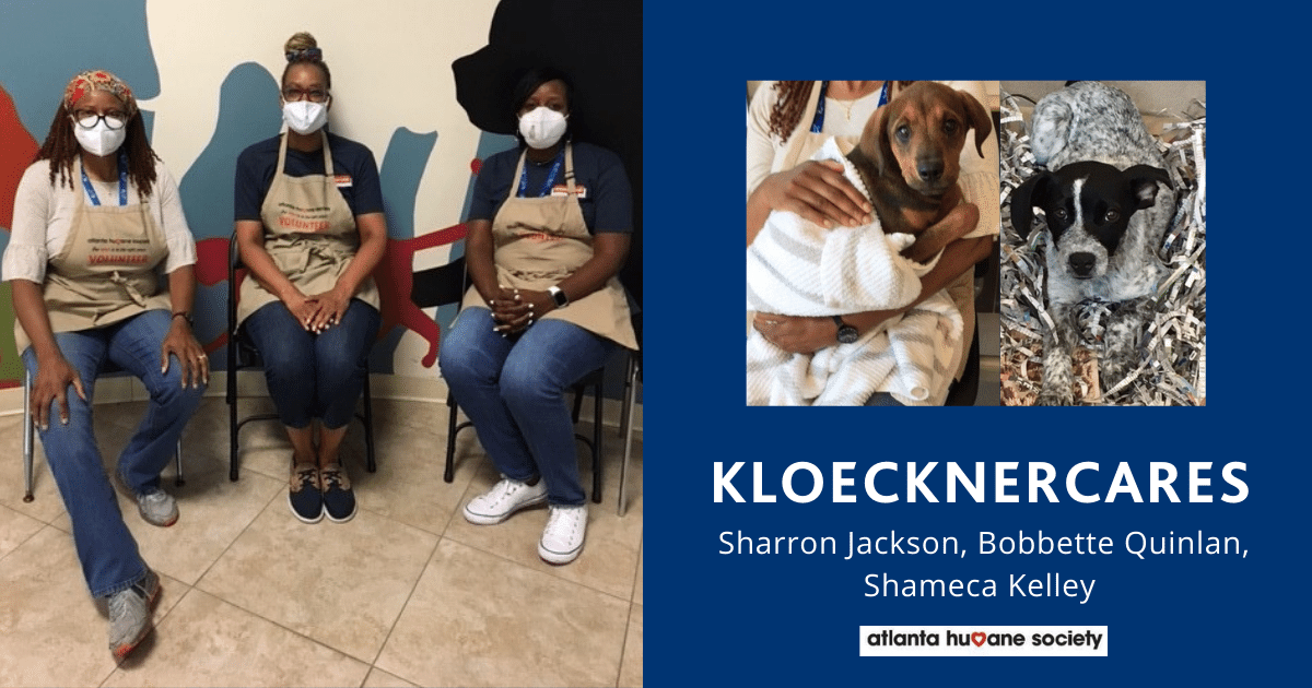KloecknerCares Volunteer Day at Atlanta Humane Society